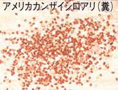 アメリカカンザイシロアリ